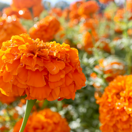 Tagetes Erecta 'Tangerine' Marigold Variety Seeds