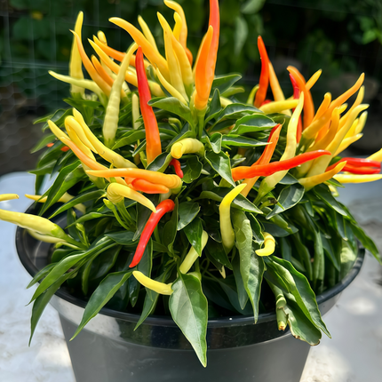 Capsicum annuum var. conoides 'Red' Cone Chili Seeds