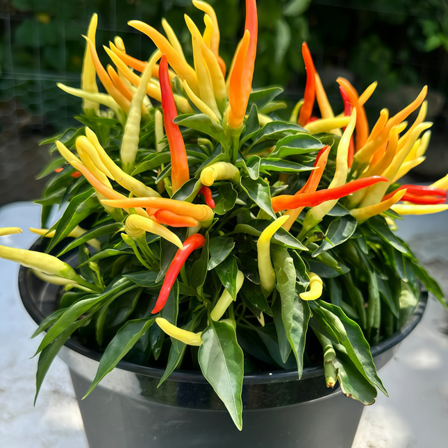 Capsicum annuum var. conoides 'Red' Cone Chili Seeds