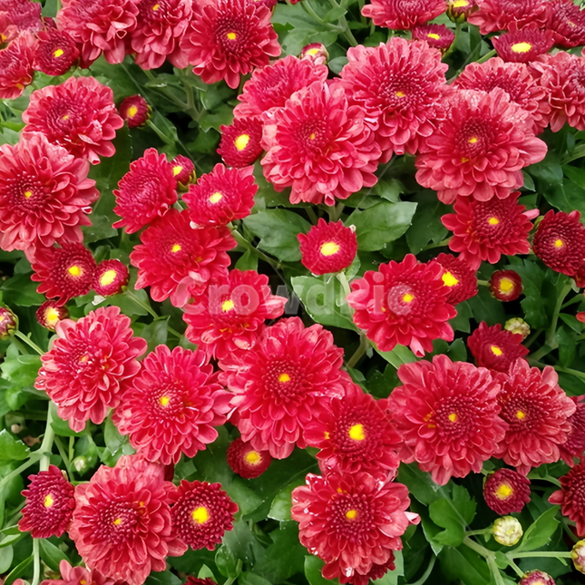 Dahlia Pinnata 'Red' Decorative Seeds