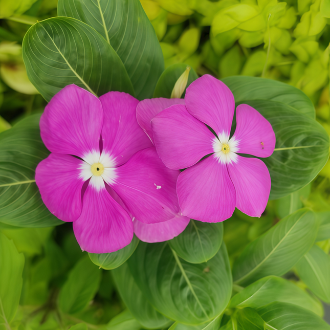 Catharanthus Roseus 'Magenta Core' Bicolor Seeds