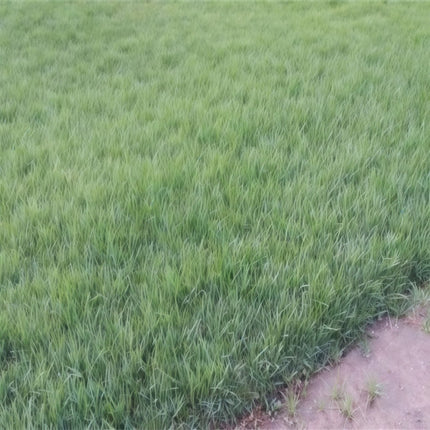 Trifolium pratense 'Red Panther' Red Clover Forage Seeds