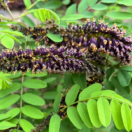 Amorpha fruticosa 'False Indigo' Shrub & Soil Stabilizer Seeds