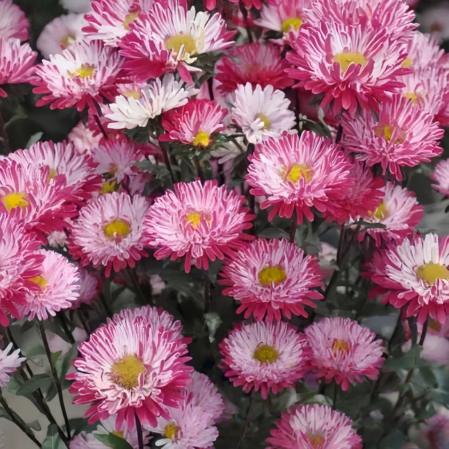 Red & White Silk Aster Seeds — Callistephus Chinensis