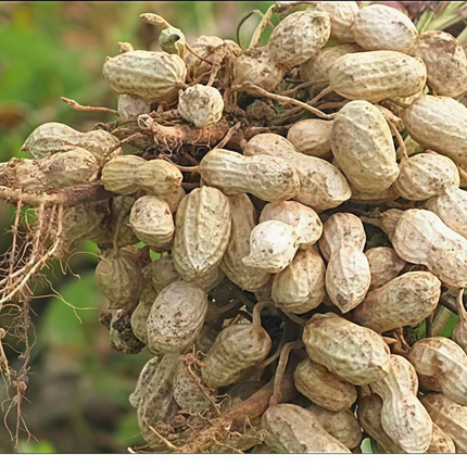 Arachis hypogaea 'Peanut' Legume Seeds
