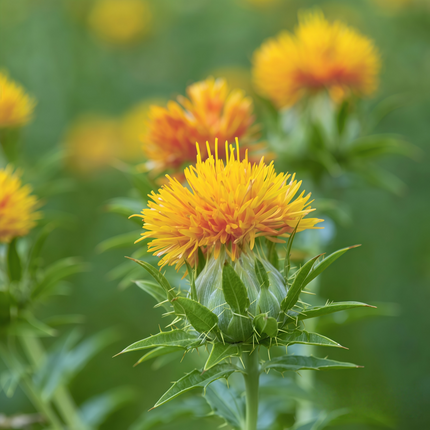 Carthamus tinctorius ‘Safflower’ Natural Colorant & Botanical Seeds
