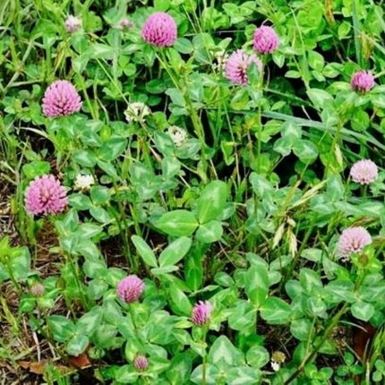 Trifolium pratense 'Red Clover' Legume Forage & Cover Crop Seeds