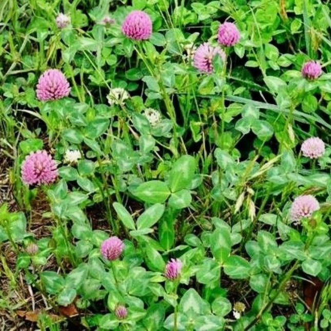 Trifolium pratense 'Red Clover' Legume Forage & Cover Crop Seeds