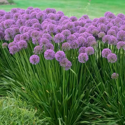 Allium Senescens 'Purplish Red' Ornamental Onion Seeds