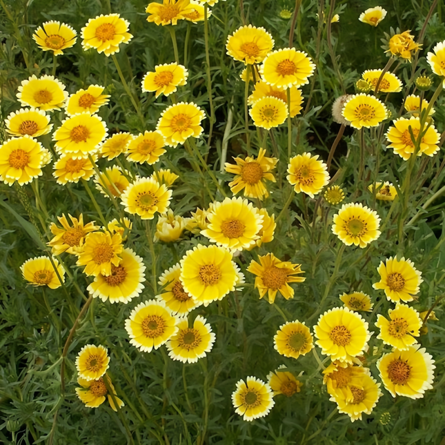 Layia Platyglossa 'Yellow White Border' Wildflower Seeds