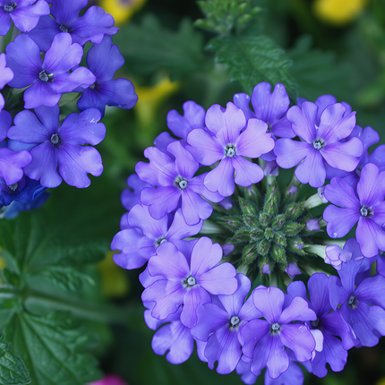 Glandularia Hybrida 'Blue' Verbena Flower Seeds