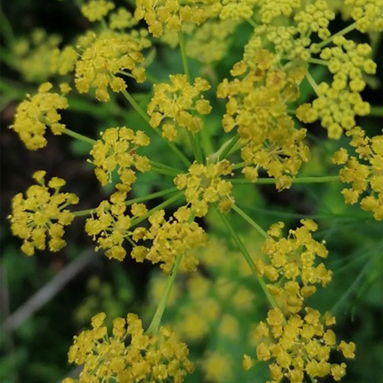 Anethum graveolens 'Dill' Culinary & Medicinal Herb Seeds