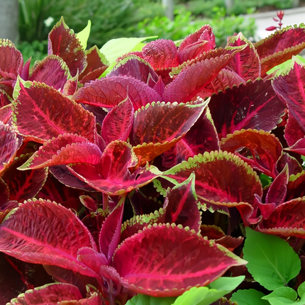 Coleus Scutellarioides 'Lace Red Heart' Ornamental Seeds