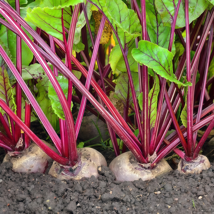 Beta vulgaris subsp. vulgaris 'Red Vein' Rhubarb Chard Seeds
