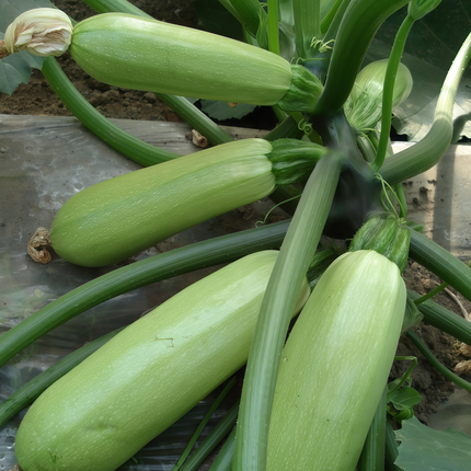 Cucurbita pepo 'Green' Summer Squash Seeds