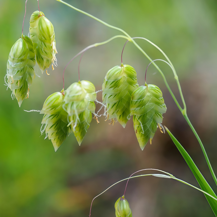 Briza media 'Quaking Grass' Ornamental Grass Seeds
