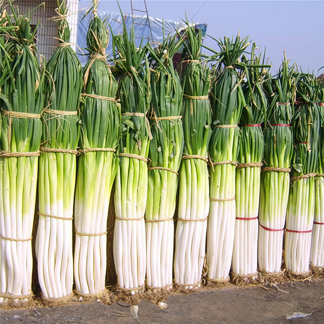 Allium schoenoprasum 'Large Purplish Red' Giant Chive Seeds