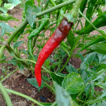 Capsicum annuum var. conoides 'Red' Cayenne-Type Pepper Seeds