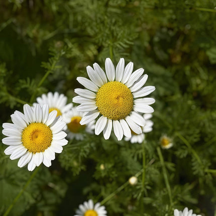 Anthemis Tinctoria 'White' Chamomile Bloom Seeds