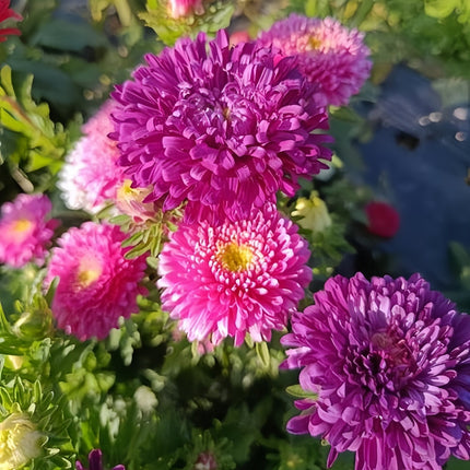 Rose Aster Seeds—Callistephus Chinensis