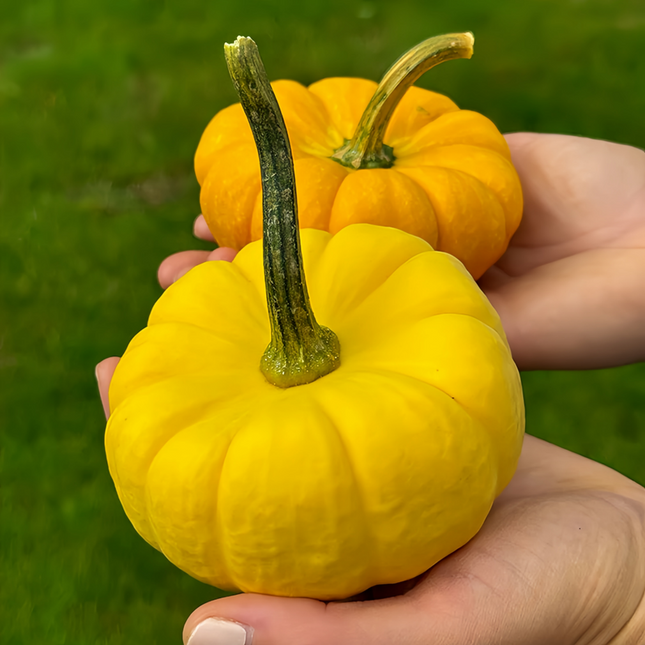 Cucurbita moschata 'Golden Orange' Orange Winter Squash Seeds