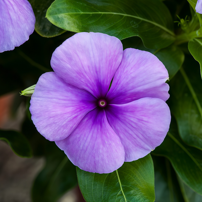 Catharanthus Roseus 'Blue' Rare Vinca Seeds