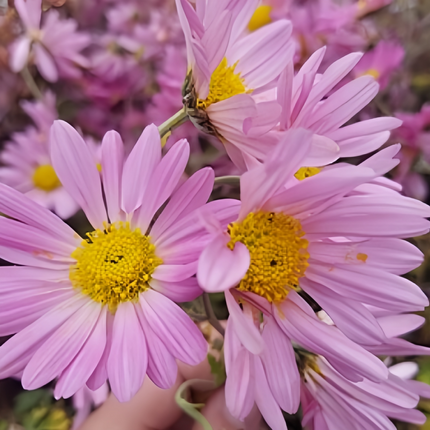 Chrysanthemum Indicum 'Pink' Ornamental Seeds