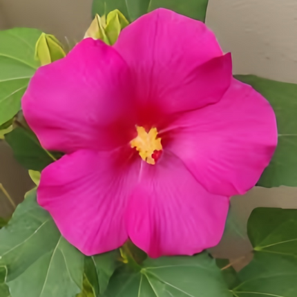 Abelmoschus Moschatus 'Rose Pink' Ornamental Seeds