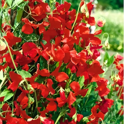 Lathyrus Odoratus 'Red' Romantic Seeds