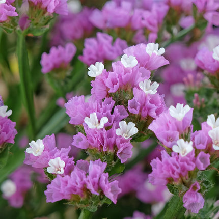Limonium Sinuatum 'Purplish Red' Statice Seeds