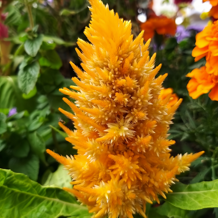 Celosia Cristata 'Golden Yellow' Garden Seeds