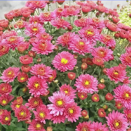 Callistephus Chinensis 'Red' China Aster Seeds
