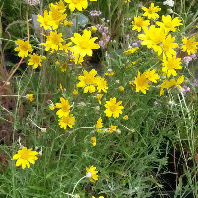 Ursinia Anethoides 'Yellow' Netted Ursinia Seeds
