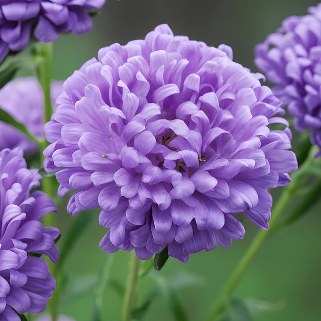 Pink Aster Seeds — Callistephus Chinensis