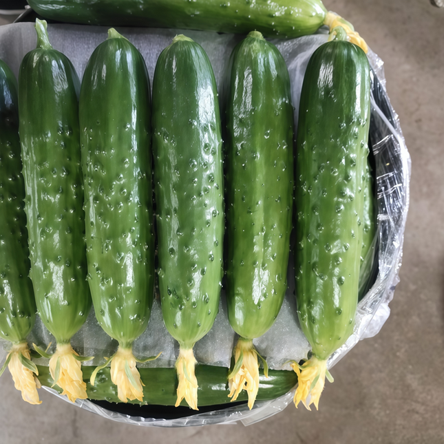 Citrullus lanatus 'Green' Watermelon Variety Seeds