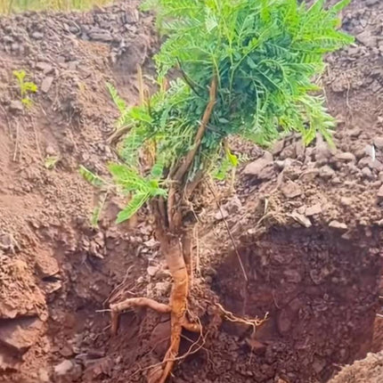 Astragalus mongholicus 'Huang Qi' Medicinal Herb Seeds