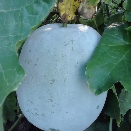 Benincasa hispida 'Off-White' Ash Gourd Seeds