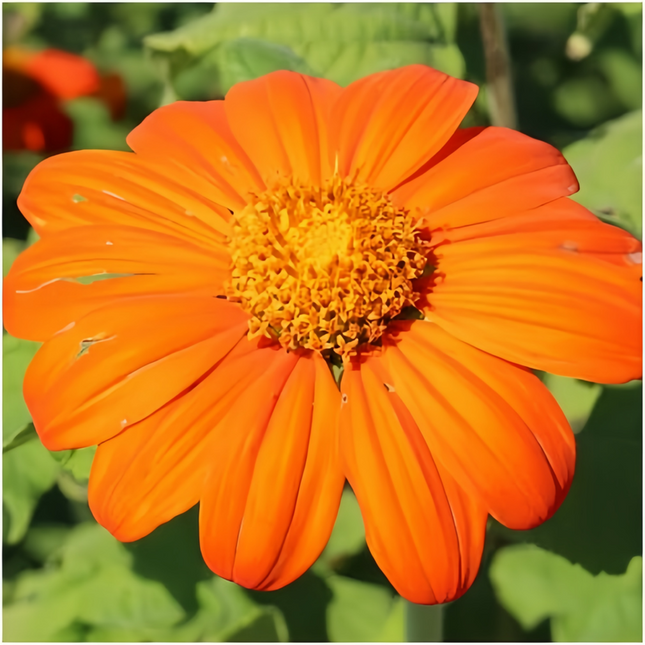 Zinnia Elegans 'Vivid Orange' Zinnia Flower Seeds