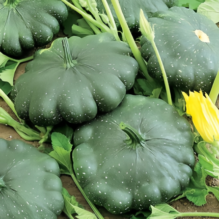 Cucurbita moschata 'Third-Place Green' Green Winter Squash Seeds
