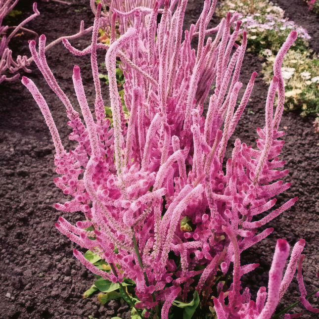 Limonium Suworowii 'Pink' Statice Flower Seeds