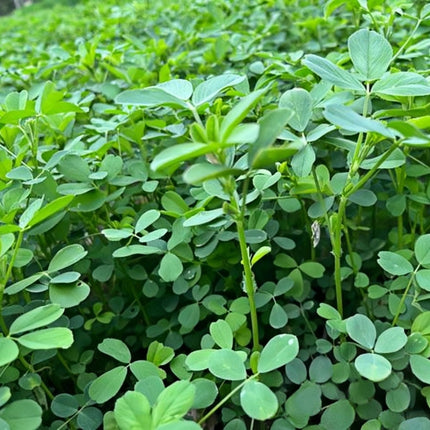 Poa pratensis 'Bluemoon' Kentucky Bluegrass Turf Seeds
