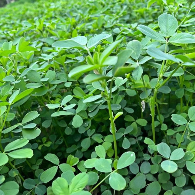 Poa pratensis 'Bluemoon' Kentucky Bluegrass Turf Seeds
