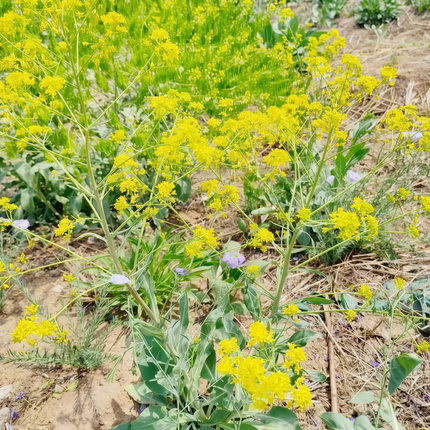 Isatis indigotica ‘Chinese Woad’ Natural Dye & Botanical Seeds