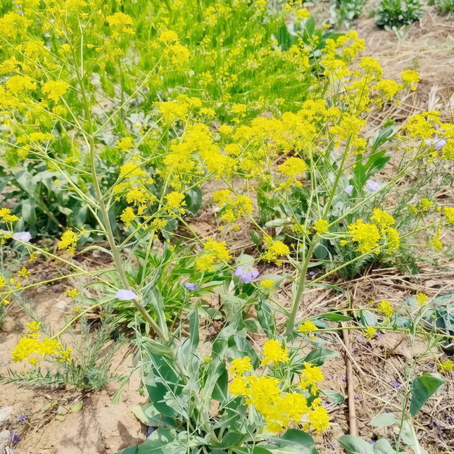 Isatis indigotica ‘Chinese Woad’ Natural Dye & Botanical Seeds