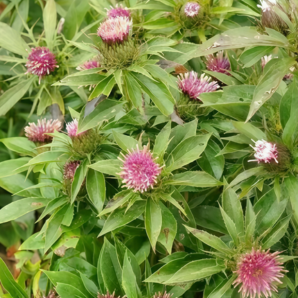 Atractylodes macrocephala ‘White Atractylodes’ Rhizome Plant Seeds