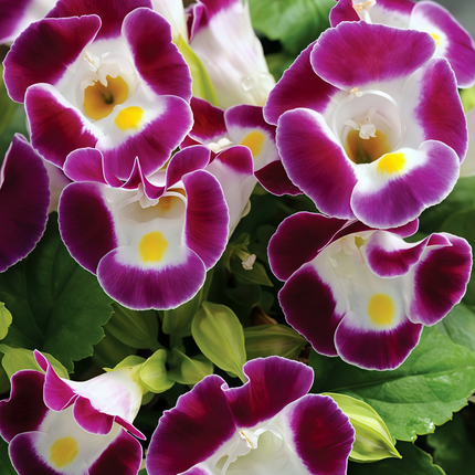 Torenia Fournieri 'Pink' Wishbone Flower Seeds
