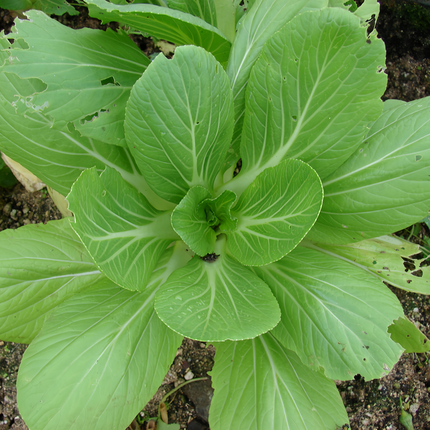 Brassica rapa var. chinensis 'Pak Choi' Bok Choy Seeds