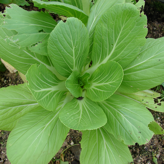 Brassica rapa var. chinensis 'Pak Choi' Bok Choy Seeds