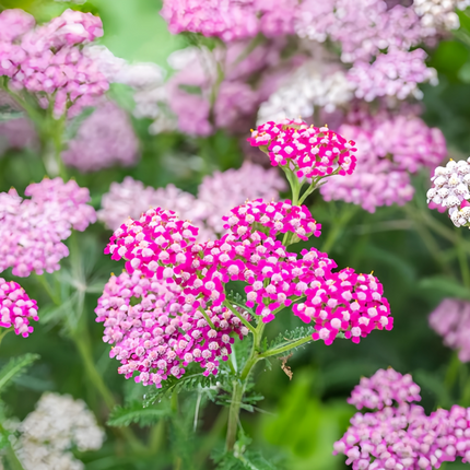 Achillea Millefolium 'Pink' Garden Yarrow Seeds