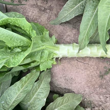 Lactuca sativa 'Common Lettuce' Garden Salad Seeds